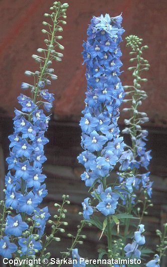  Delphinium Elatum-Ryhmä, 'Blue Bird'